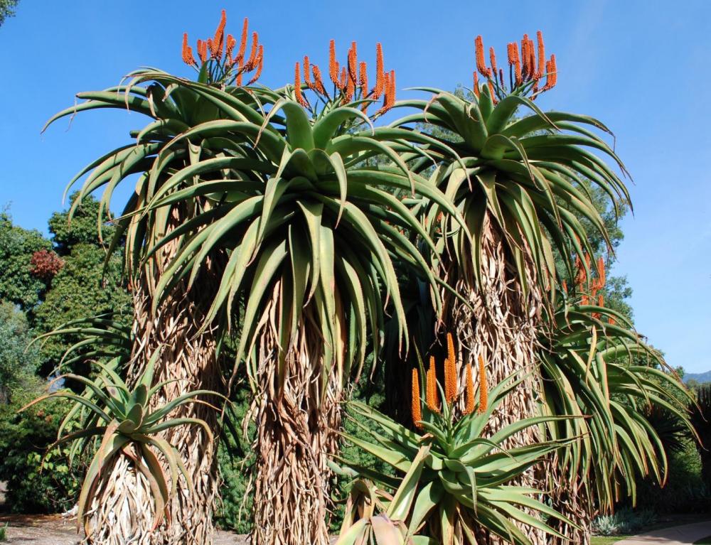 Aloe ferox or excelsas larb.jpg