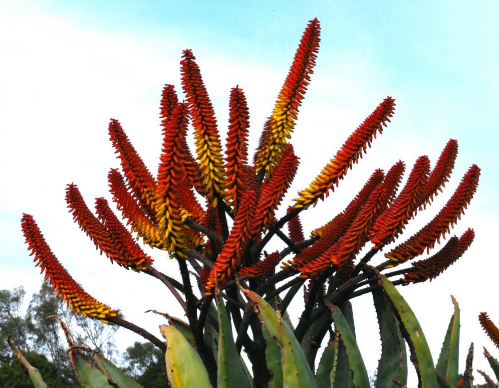 Aloe marlothii bicolor flowers larb.jpg