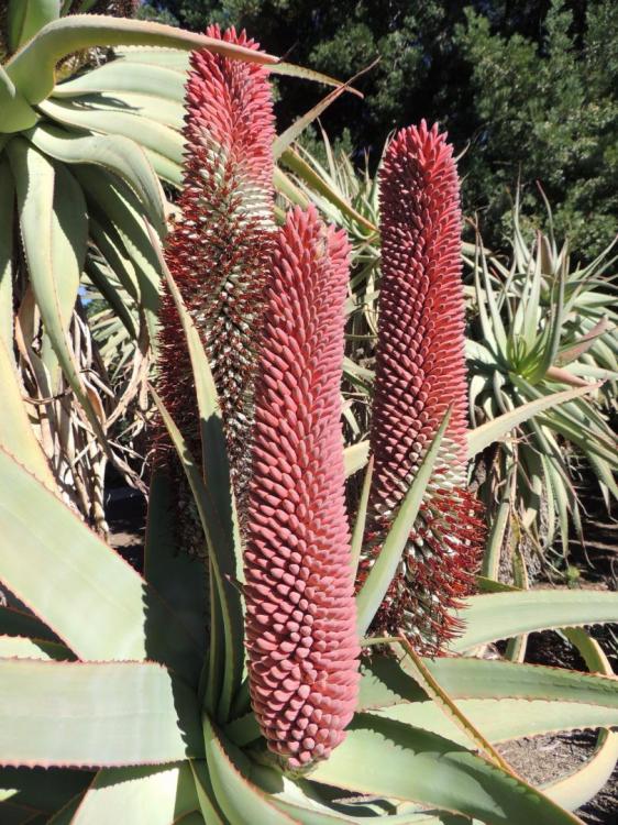 Aloe speciosa close flowers early 2-16 larb.jpg