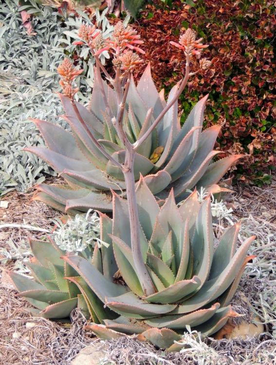 Aloe striata x maculata flowering jan larb.jpg