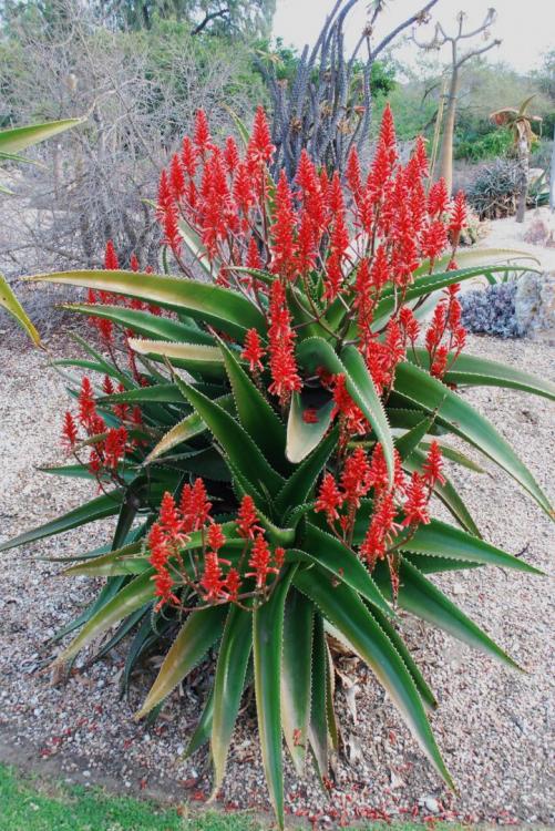 Aloe vaombe blooming like mad larb.jpg