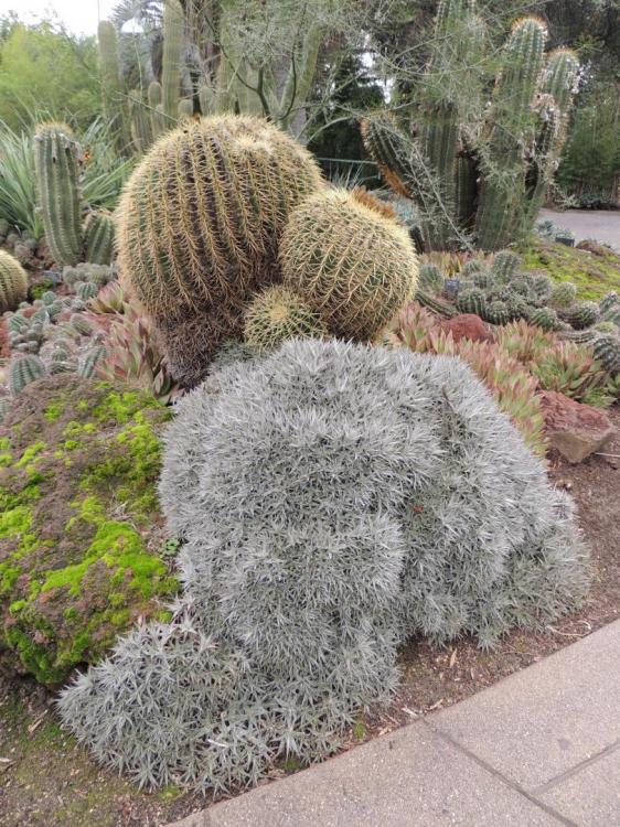 Deuterocohnia lorentziana and cacti H.jpg