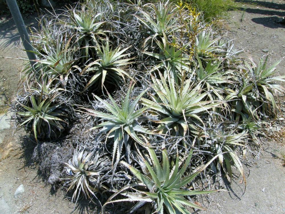 Deuterocohnia longipetala ditto.jpg