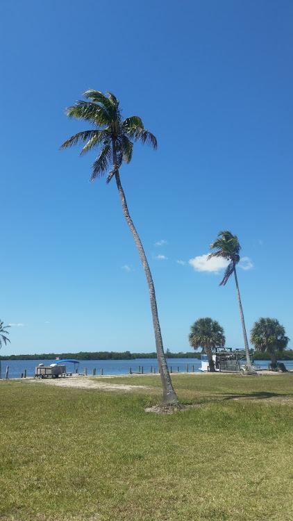 Panama Tall: A Coconut Palm Paradise in the Florida Keys - Florida Keys  Tree and Landscaping Services