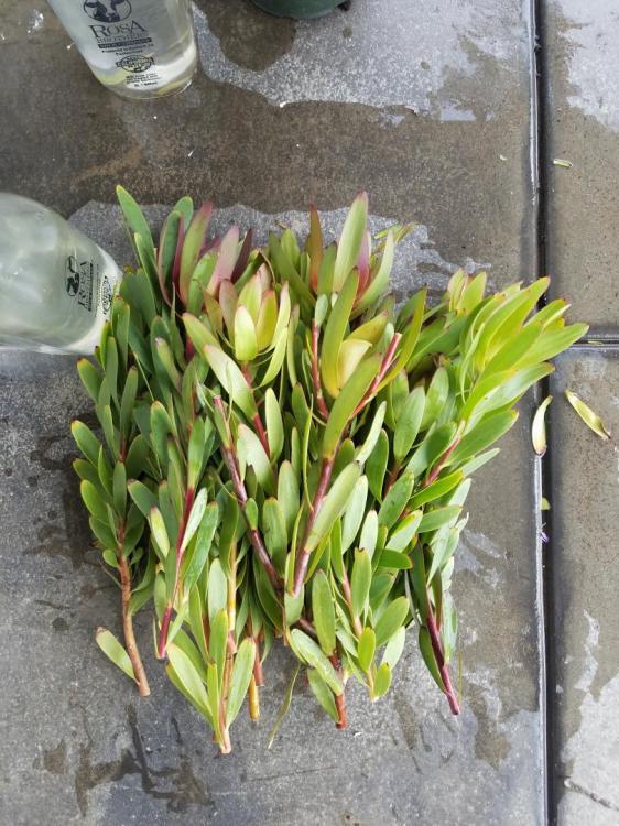 Propagating Leucadendrons and Leucospermum - TROPICAL LOOKING PLANTS ...