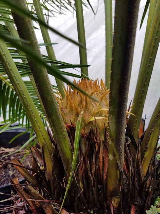 Cycas Diannensis Female cone.jpg