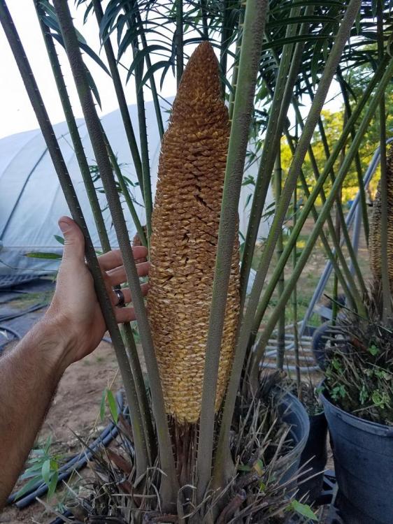 Cycas Diannensis Male cone.jpg