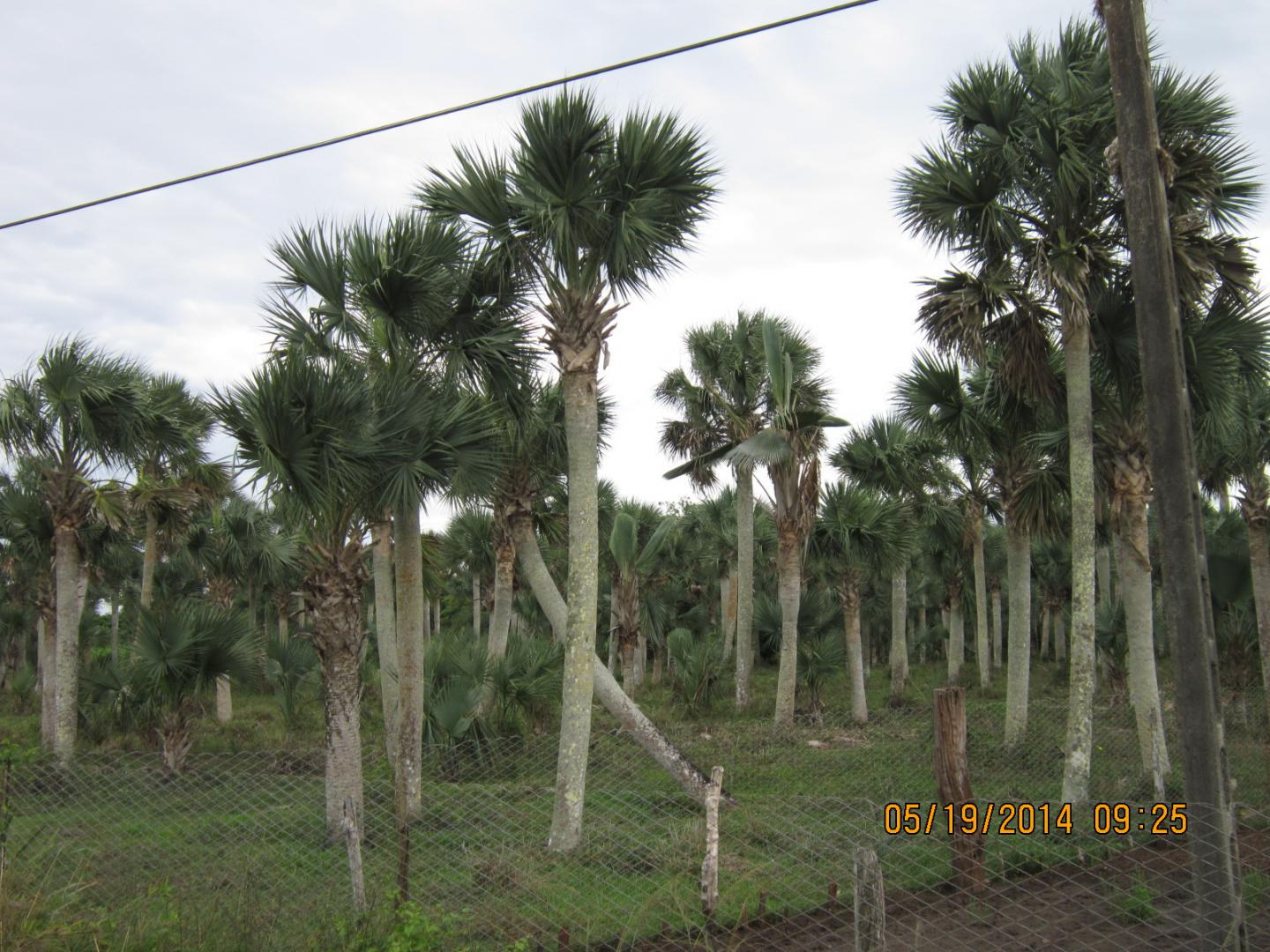 Mystery Cuban Sabal Wild-Collected in 2014 - DISCUSSING PALM TREES WORLDWIDE - PalmTalk