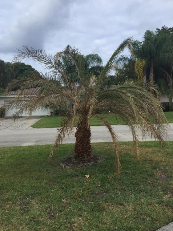 New Transplanted Sylvester Palm Doesn't Look in Good Shape - DISCUSSING