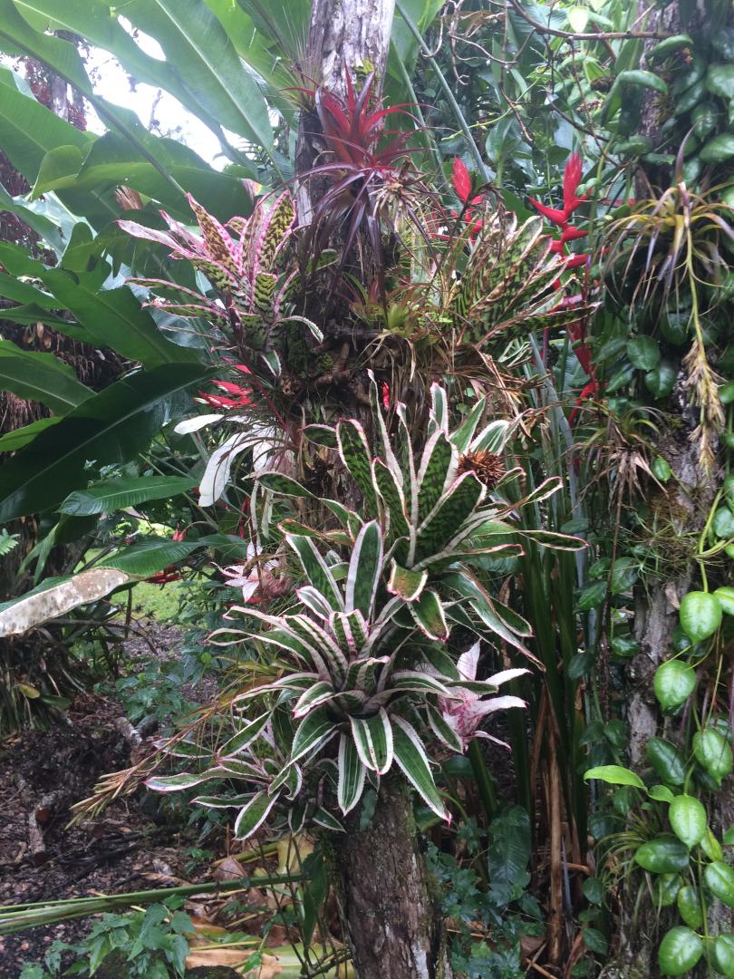 White bromeliad - TROPICAL LOOKING PLANTS - Other Than Palms - PalmTalk