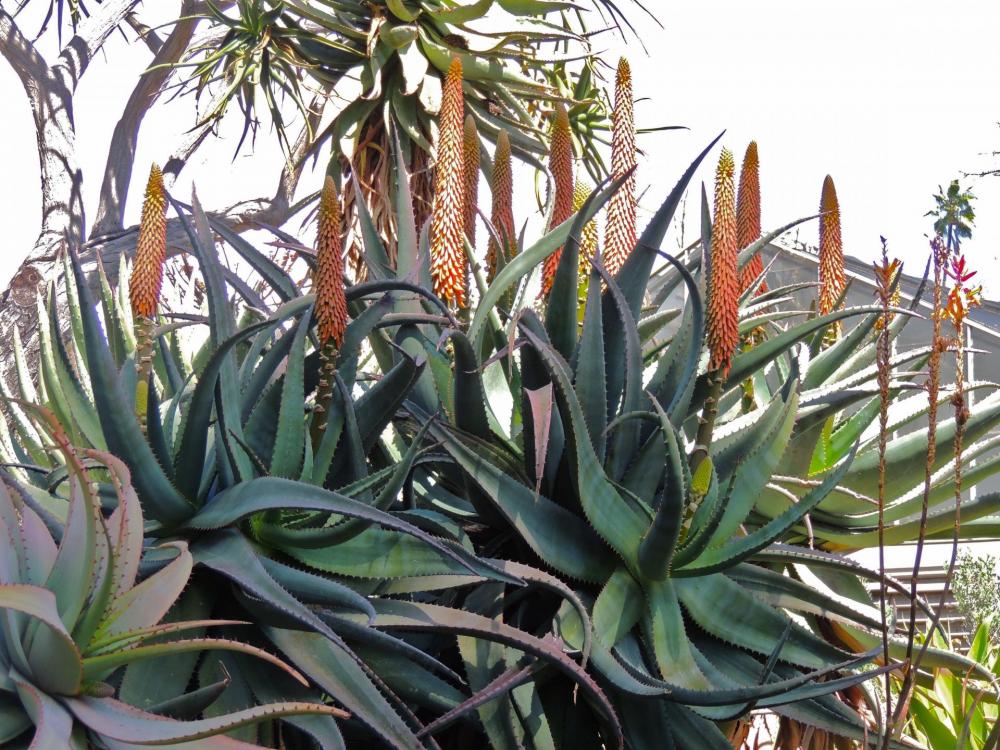 Aloe africana early flowers larger H.jpg