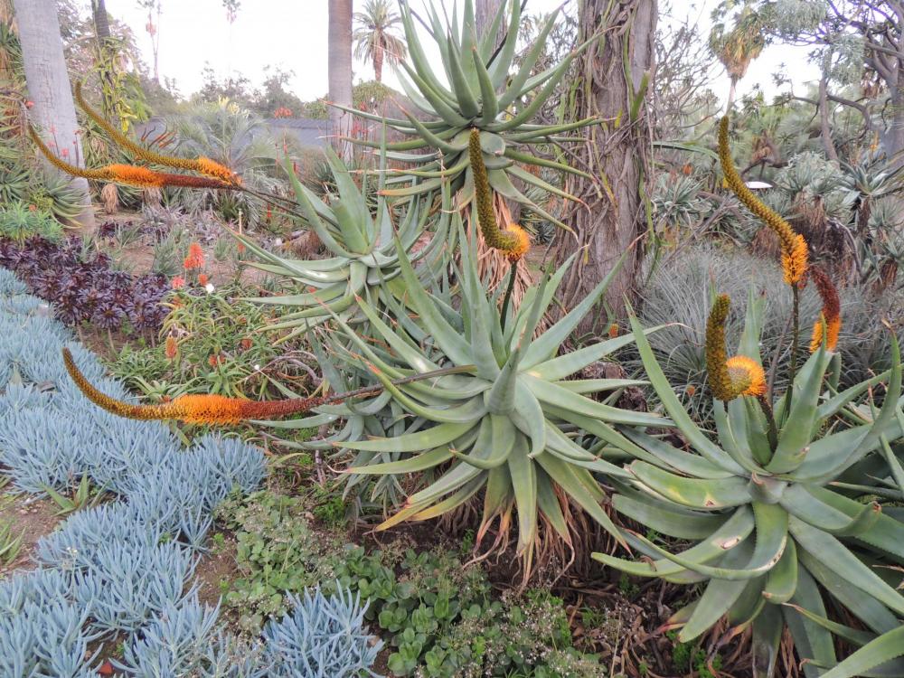 Aloe castanea flowering mid cycle 2-17 middle H.jpg