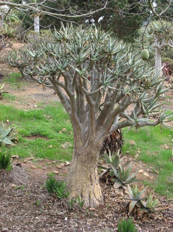 Aloe dichotoma nice tree.jpg