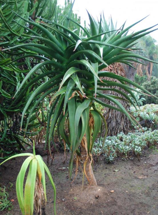 Aloe Goliath H again.jpg