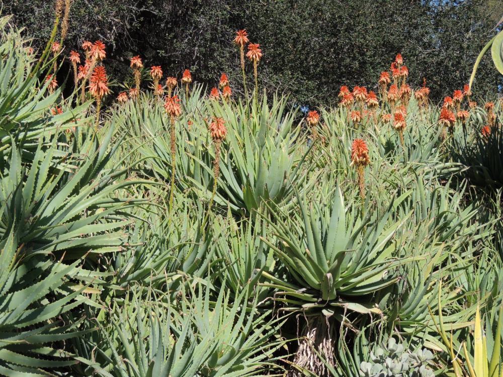 Aloe mutabilis H sunny.jpg