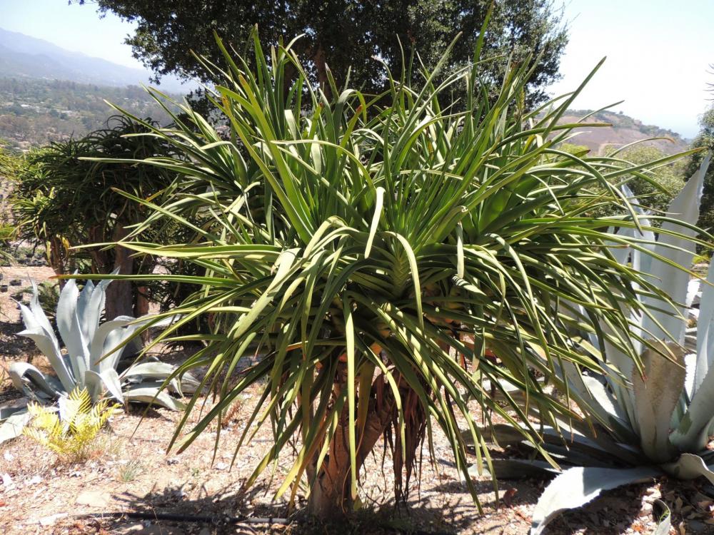 Aloe barberae x plicatilis plant chem.jpg