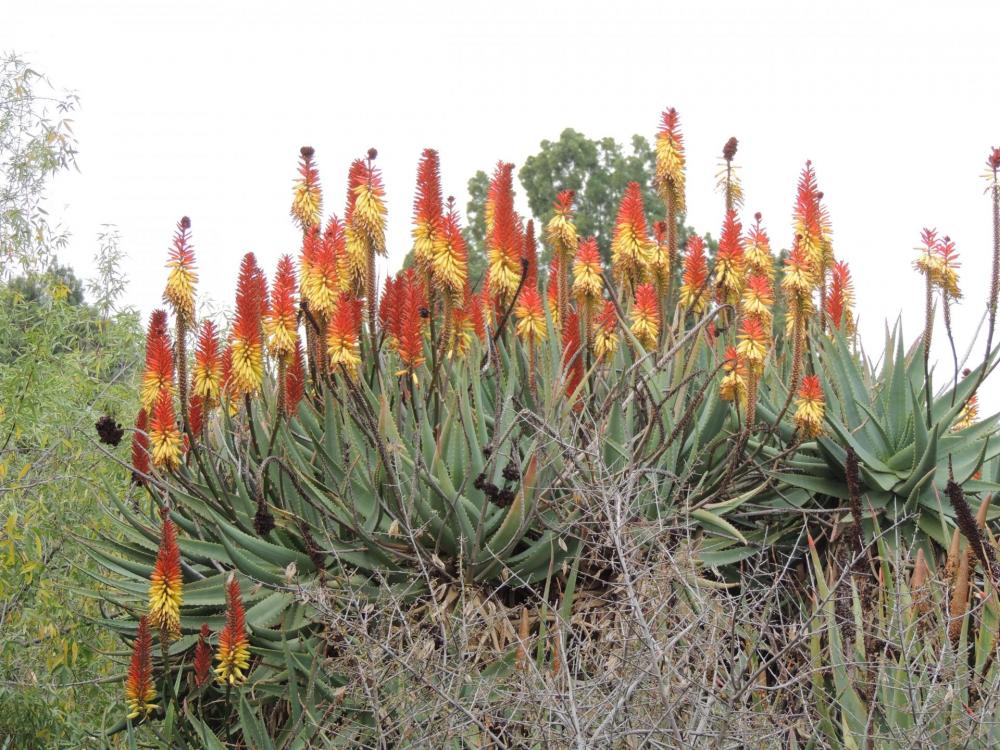 Aloe Principes aloe mite larb.jpg