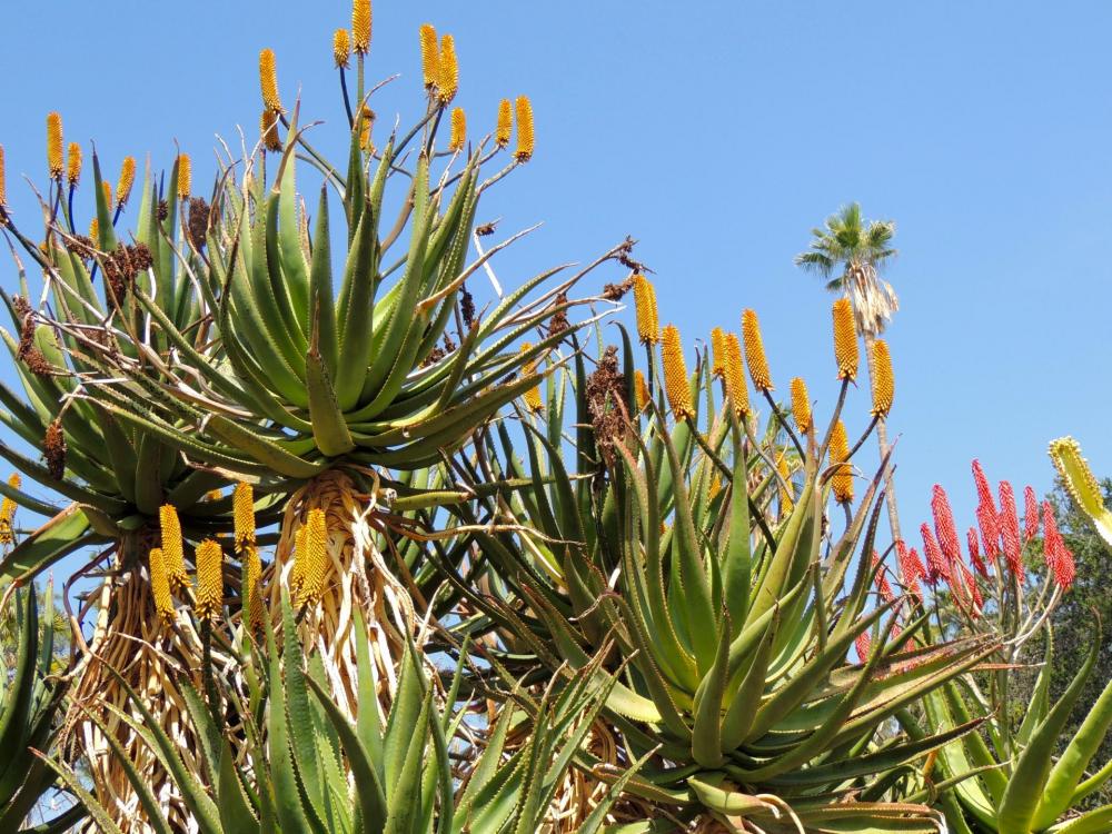 Aloe rupestris and elegans early 3-16 H.jpg