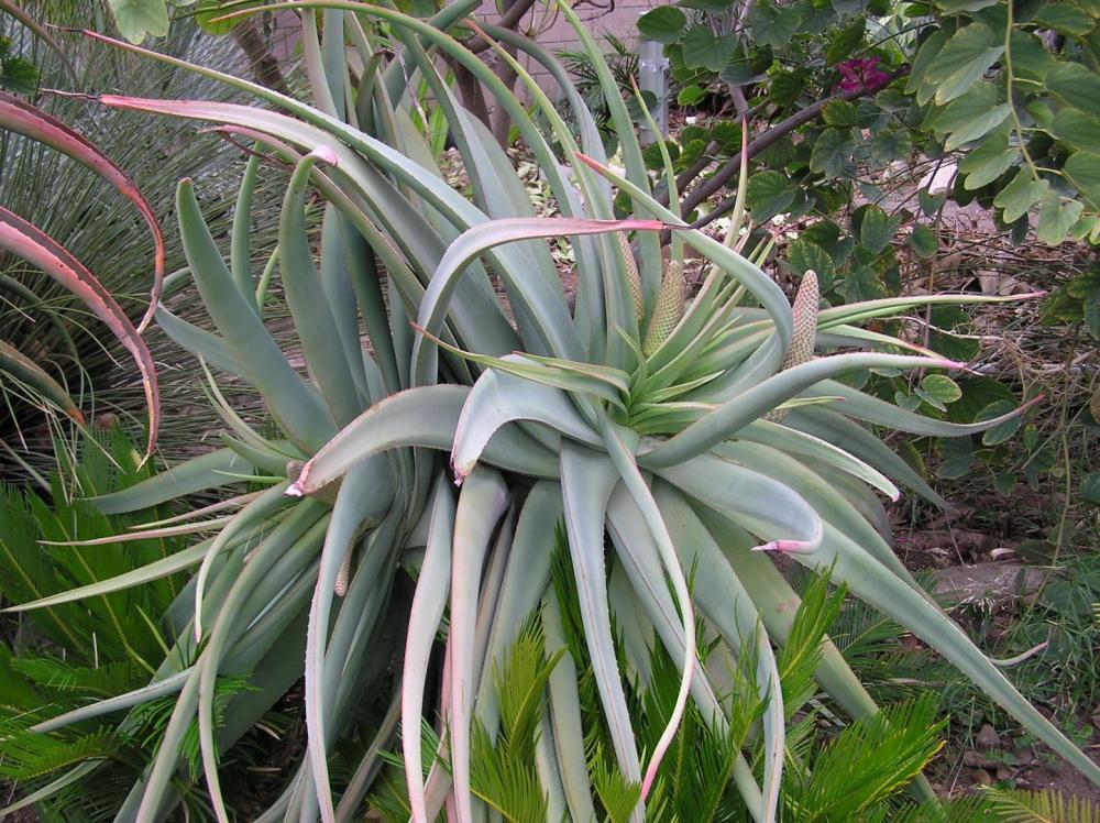 Aloe speciosa starting to flower mankey 12 03.jpg