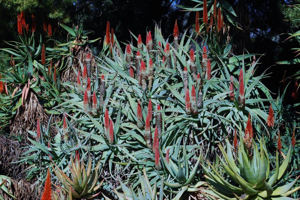 Aloe speciosas in flower again larb.jpg