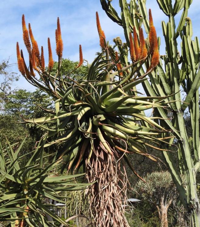 Aloe spicata 1-16 H possibly.jpg