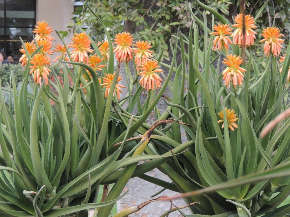 Aloe tongaensis blooms end Nov 2016 H.jpg