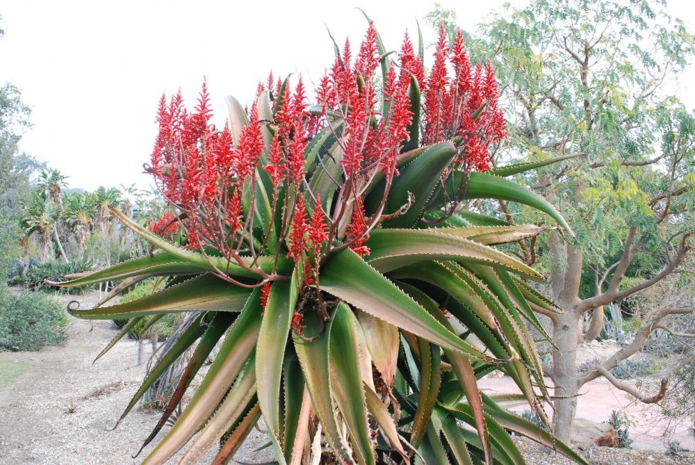 Aloe vaombe flowering nice larb.jpg