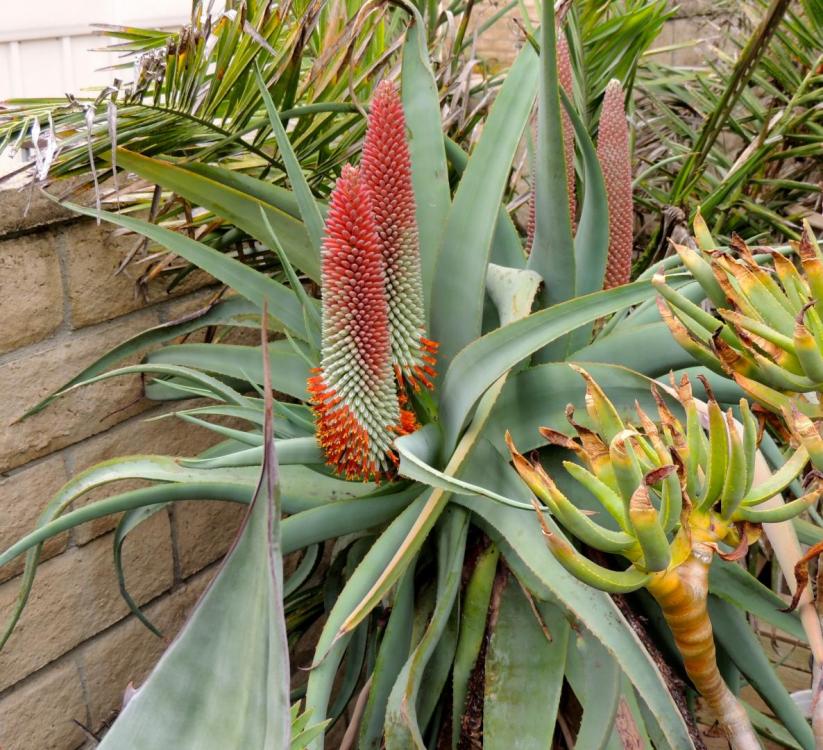 Aloe speciosa flowering further 2-13.jpg