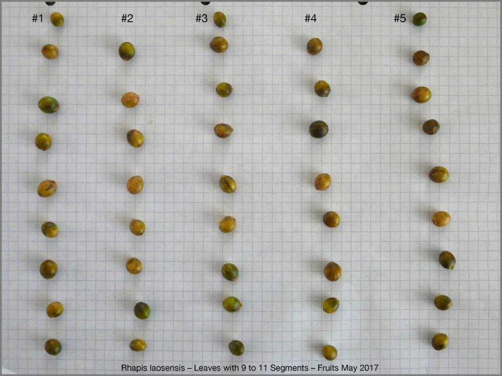 591caf82d2273_RhapislaosensisFruits2017-