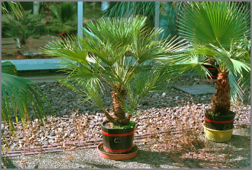 5928a4351979a_Chamaerops1humilis1989-09-