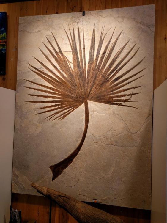 palmleaf fossil.jpg