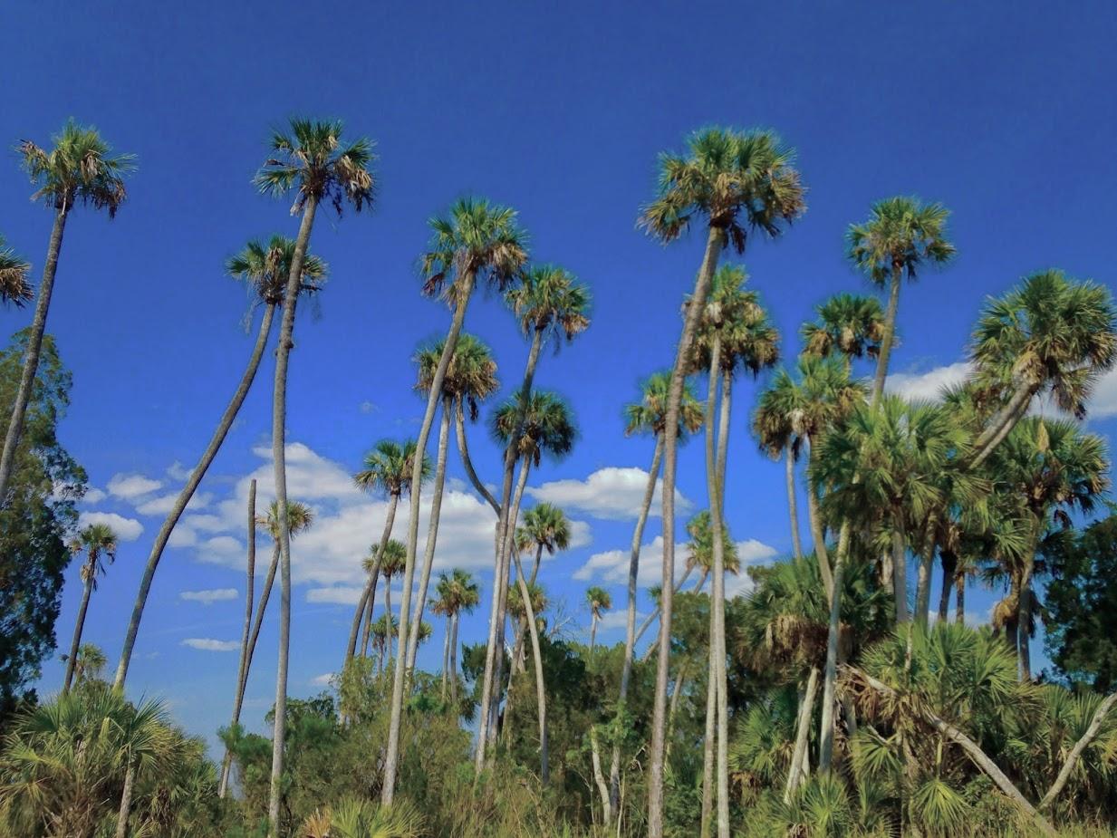 Oldest palm tree in Los Angeles - Wikipedia