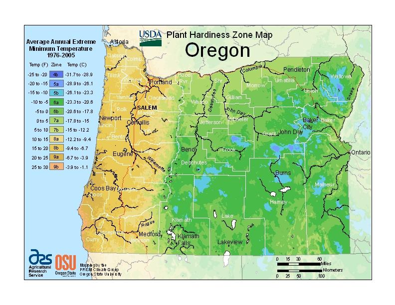 Oregon Palms? - DISCUSSING PALM TREES WORLDWIDE - PalmTalk