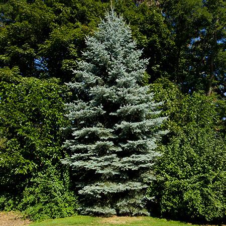 Colorado-Blue-Spruce-450w.jpg.77411d2816