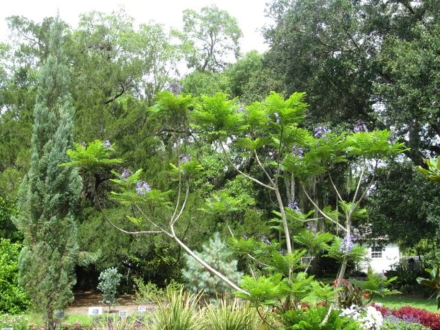 Jacaranda Bonsai Blue A Dwarf Jacaranda Tropical Looking Plants Other Than Palms Palmtalk