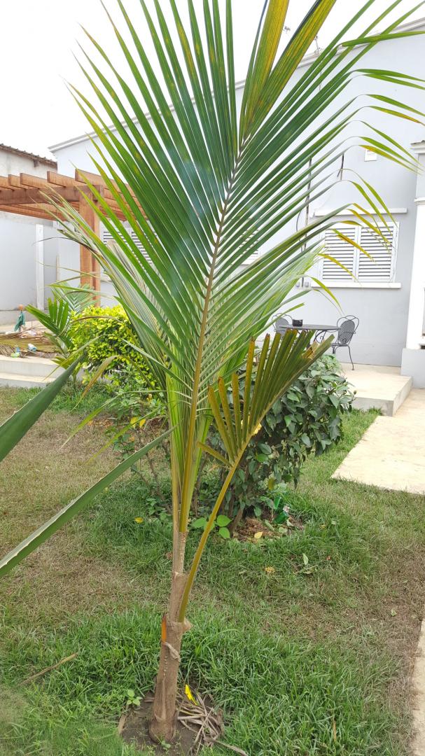 Help needed to identify coconut trees - DISCUSSING PALM TREES WORLDWIDE