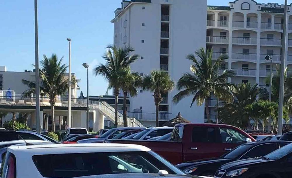 Coconuts in Parking Lot.jpg