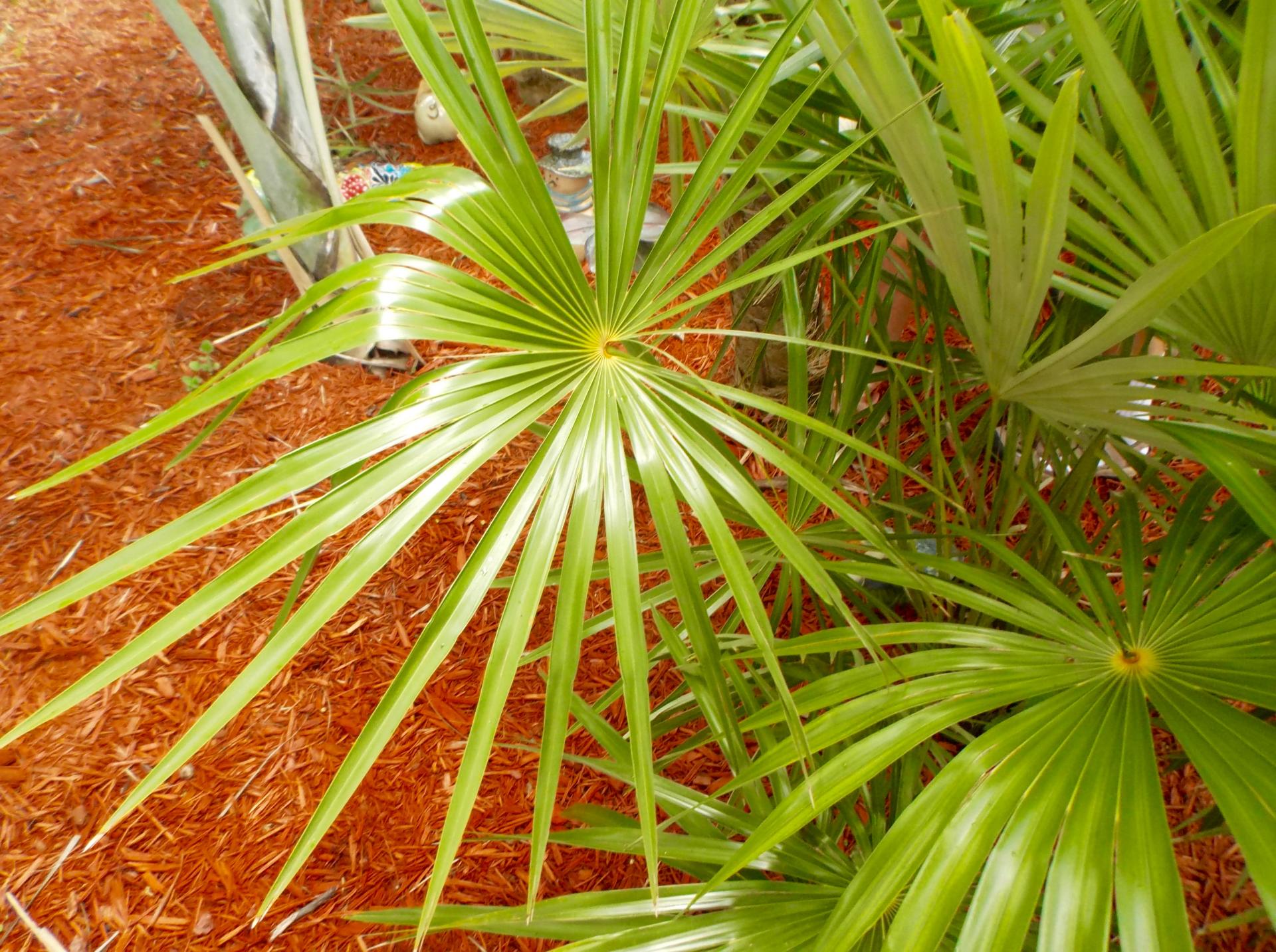 Zombia X Coccothrinax Hybrids? - DISCUSSING PALM TREES WORLDWIDE - PalmTalk