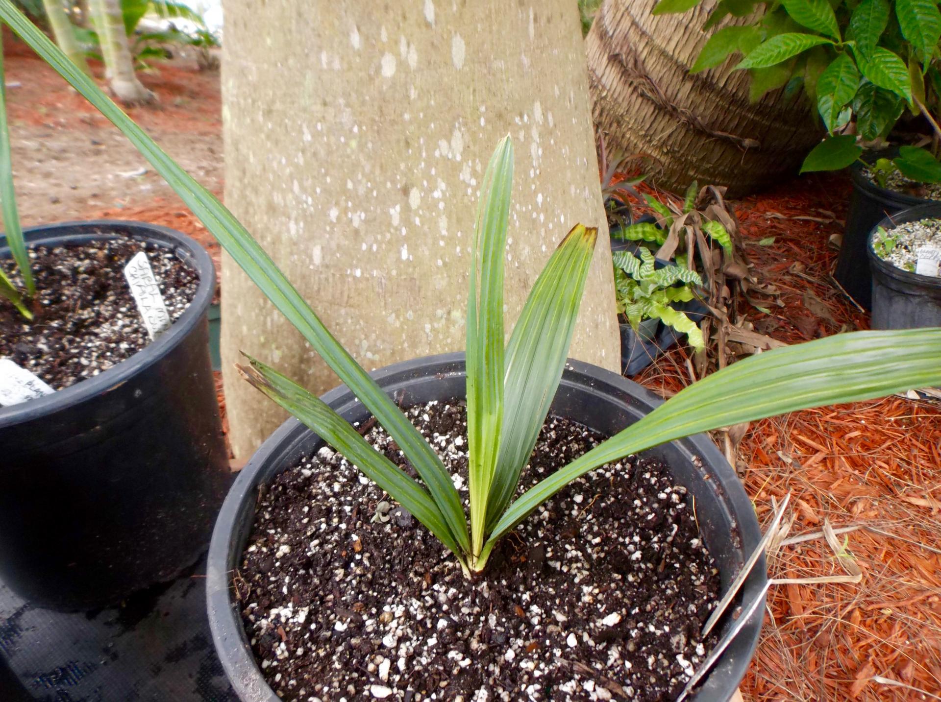 Sabal minor Chipola Dwarf: another super dwarf Sabal - DISCUSSING PALM ...