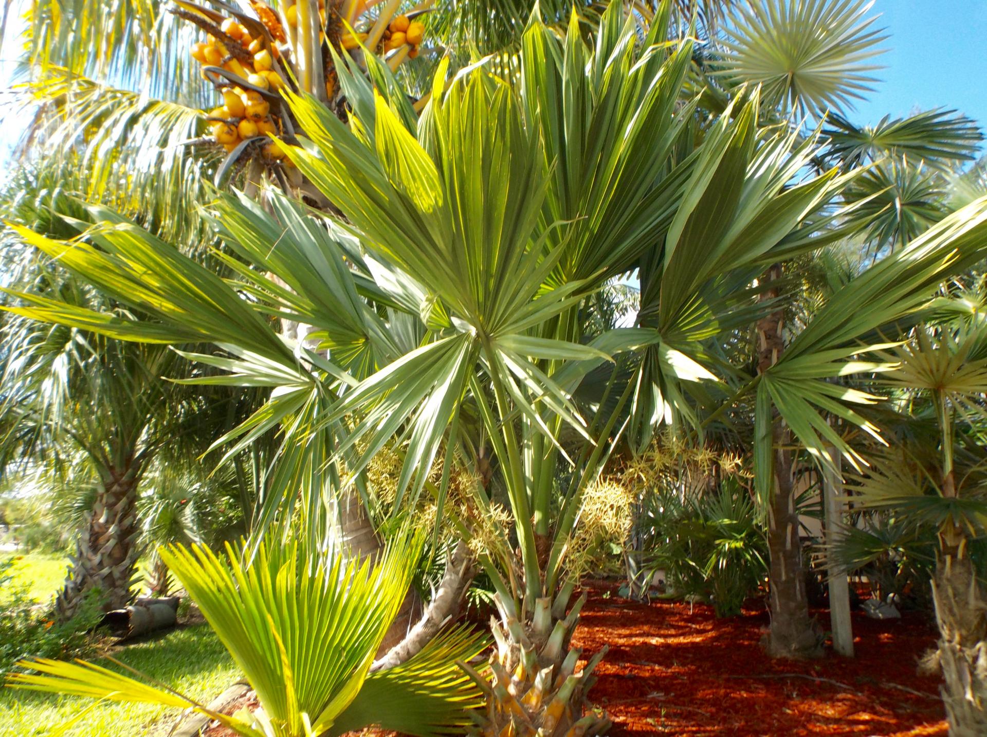 Sabal palmetto Lisa Flowers for the First Time! - DISCUSSING PALM TREES ...