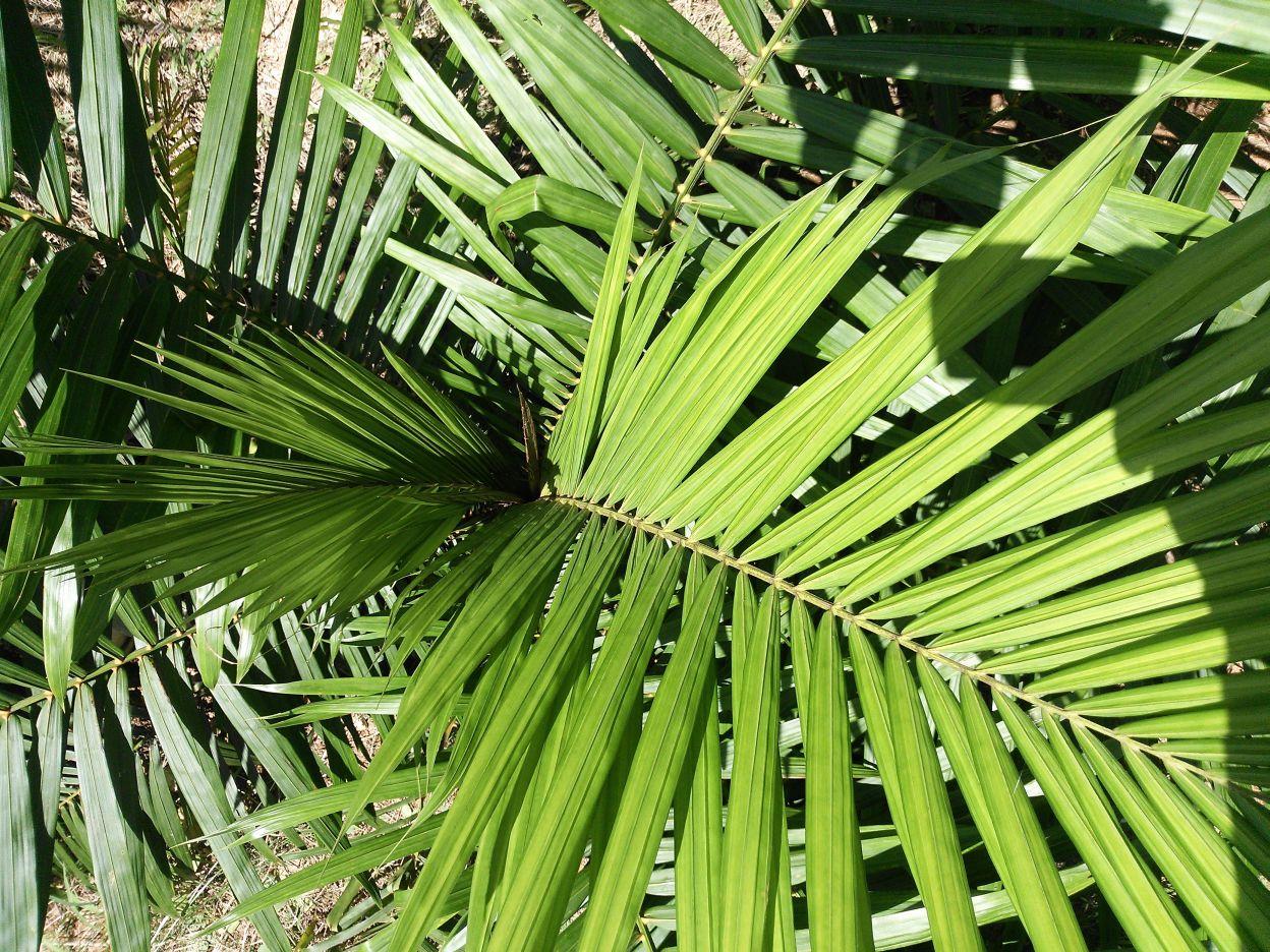 Elais guineensis (juvenile) flowers - in Japan - DISCUSSING PALM TREES ...