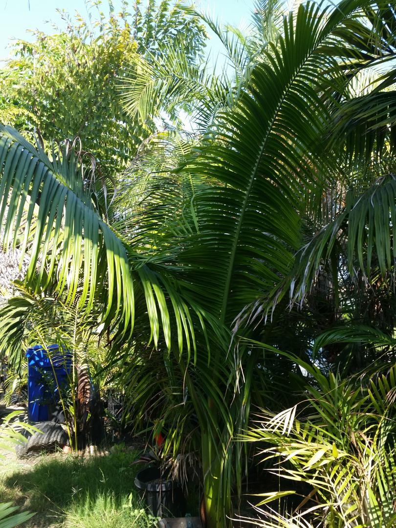 Dypsis sp. orange crush in non-tropical areas? Mine is great ...