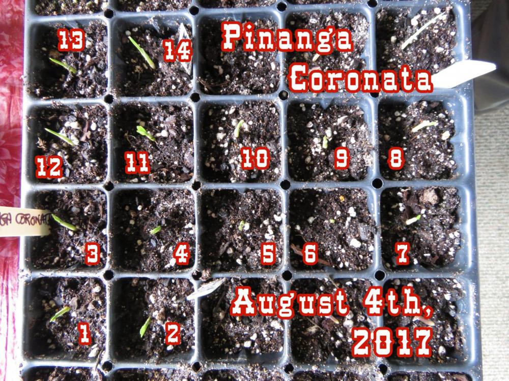 Pinanga Coronata 14 seedlings 1.jpg