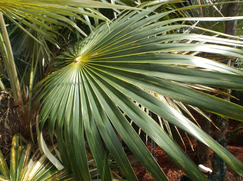 Coccothrinax crinita brevicrinus - fresh seeds - For Sale - PalmTalk