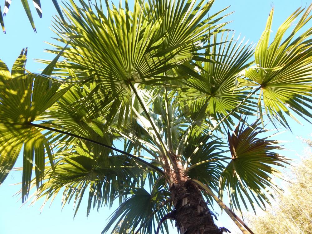 Trachycarpus latisectus - DISCUSSING PALM TREES WORLDWIDE - PalmTalk