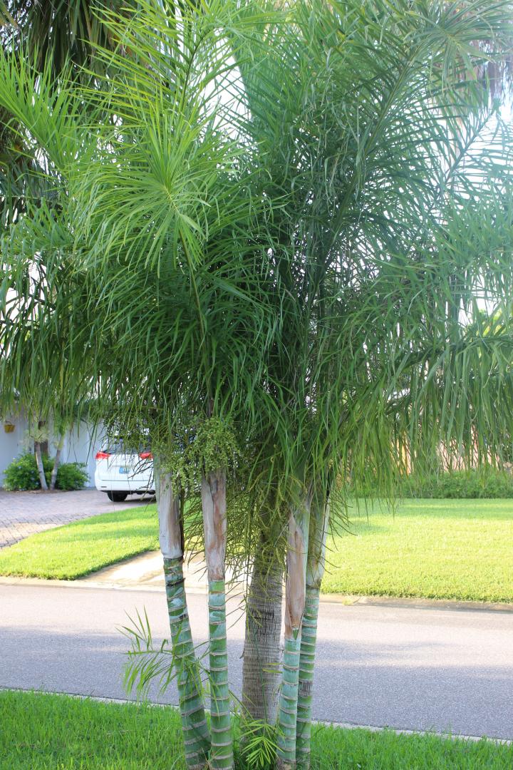 Dypsis madagascariensis 'mahajanga' SEEDS - For Sale - PalmTalk