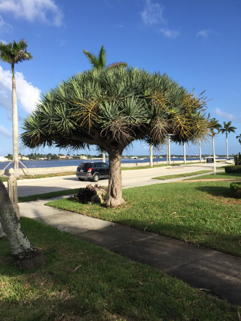 Loss Of An Iconic Ft Lauderdale Dragon Tree Tropical Looking Plants Other Than Palms Palmtalk