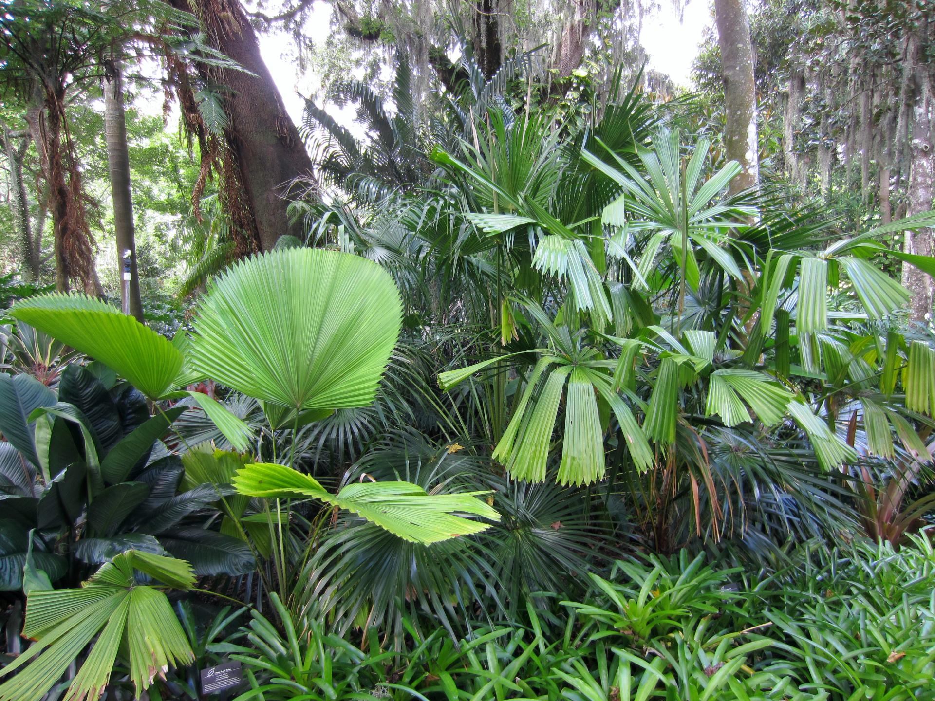 Licuala Peltata And L. Peltata Var. Sumawongii Side By Side 