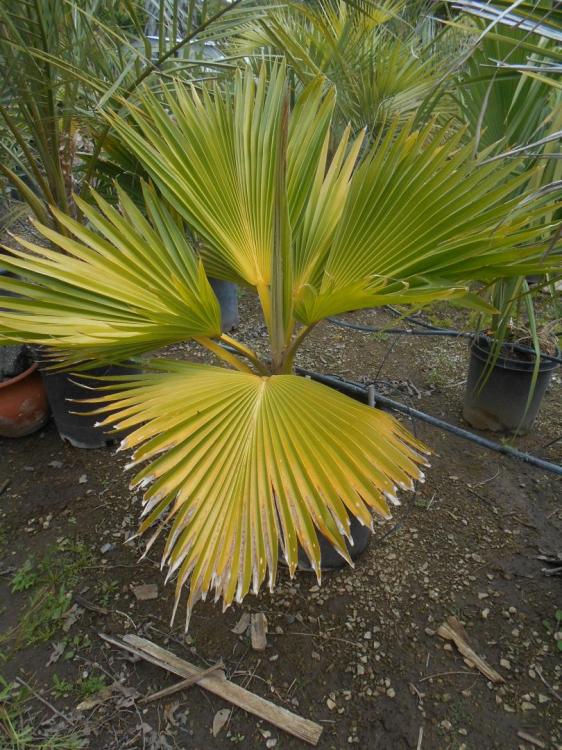 Pritchardia hillebrandii 15 g.jpg