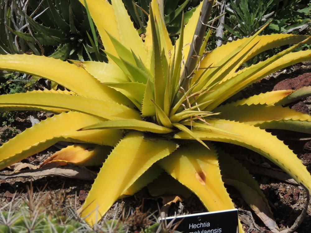 Hechtia huamelulaensis rosette changes after flowering H.jpg